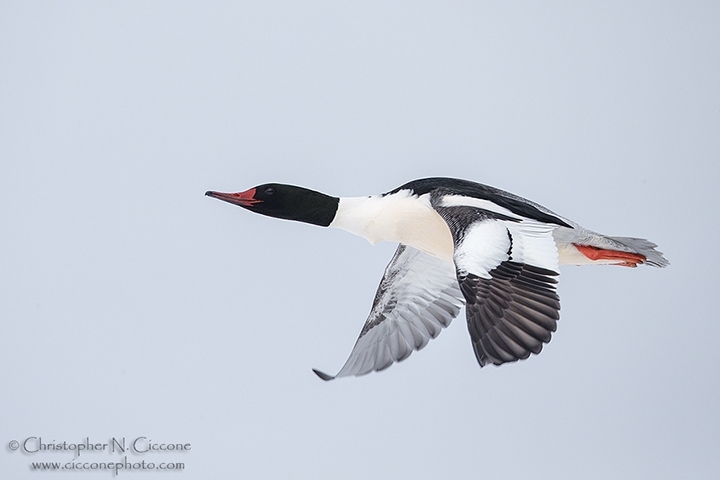 Common Merganser