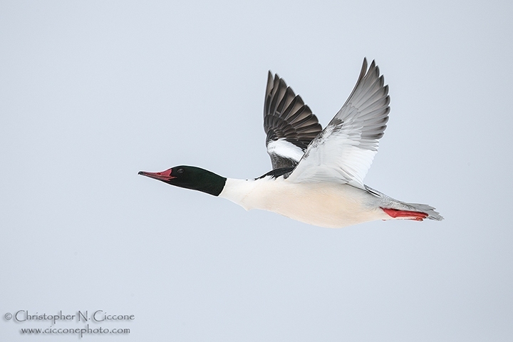 Common Merganser