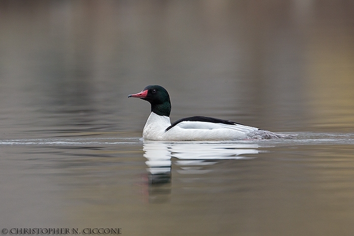 Common Merganser