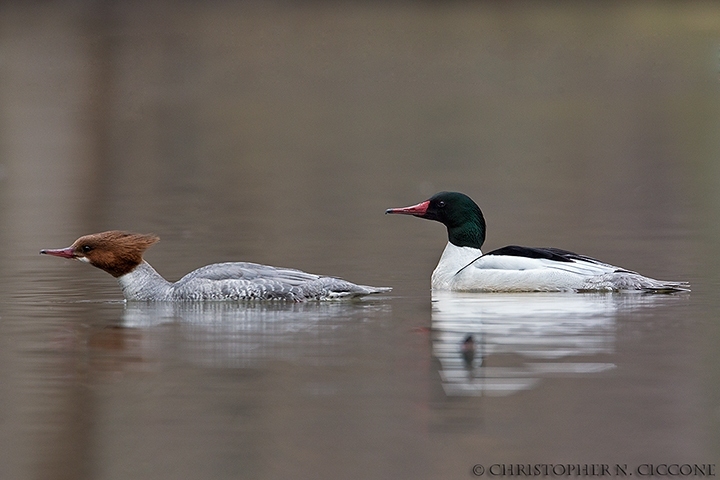 Common Merganser