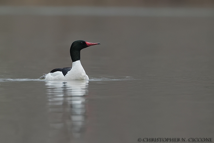 Common Merganser