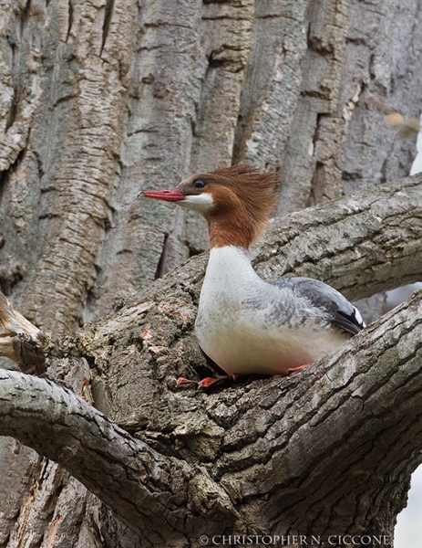 Common Merganser