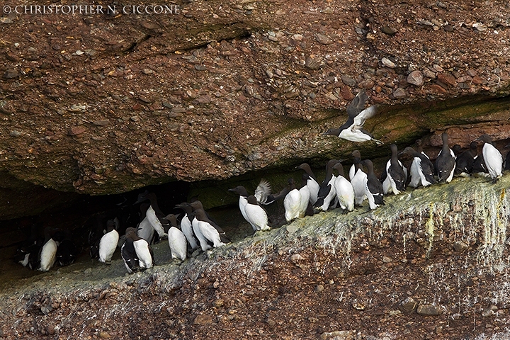 Common Murre