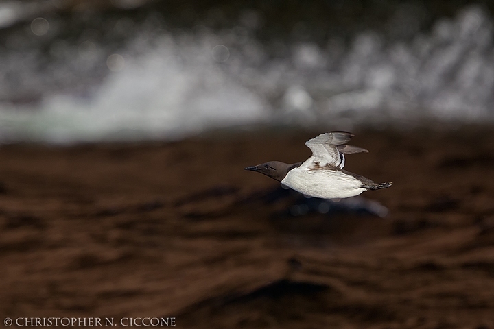 Common Murre