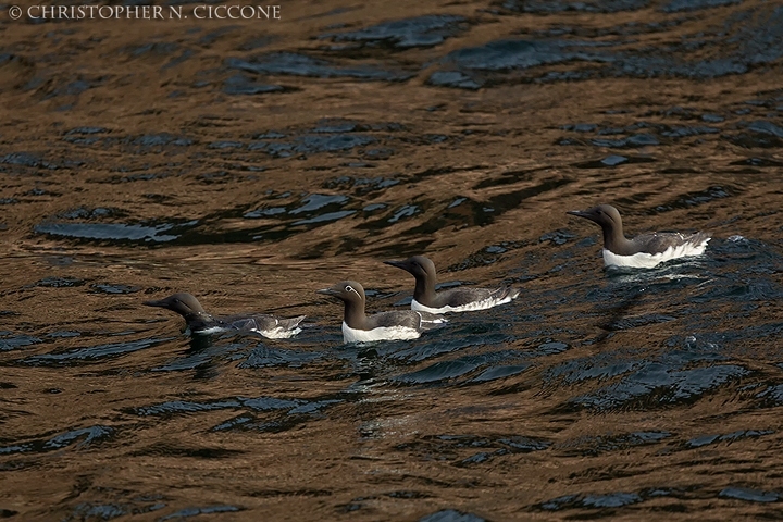 Common Murre