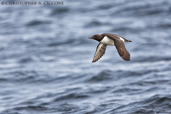 Common Murre