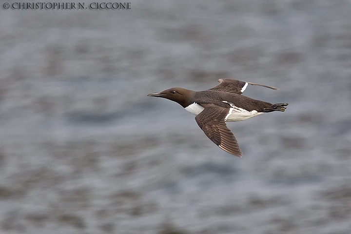 Common Murre