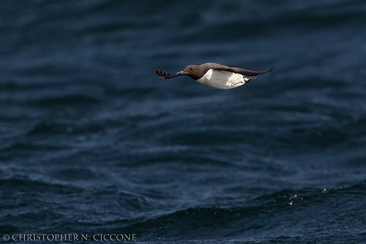 Common Murre