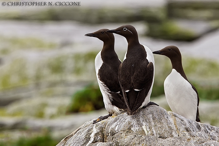 Common Murre