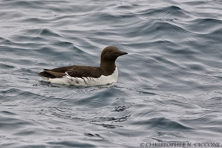 Common Murre