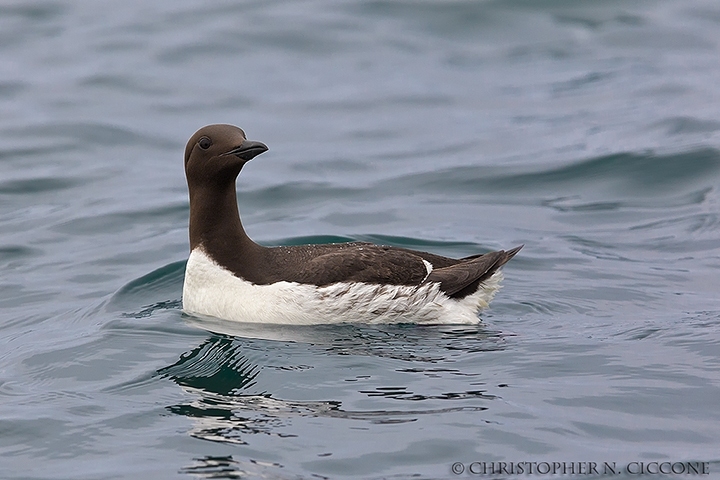 Common Murre