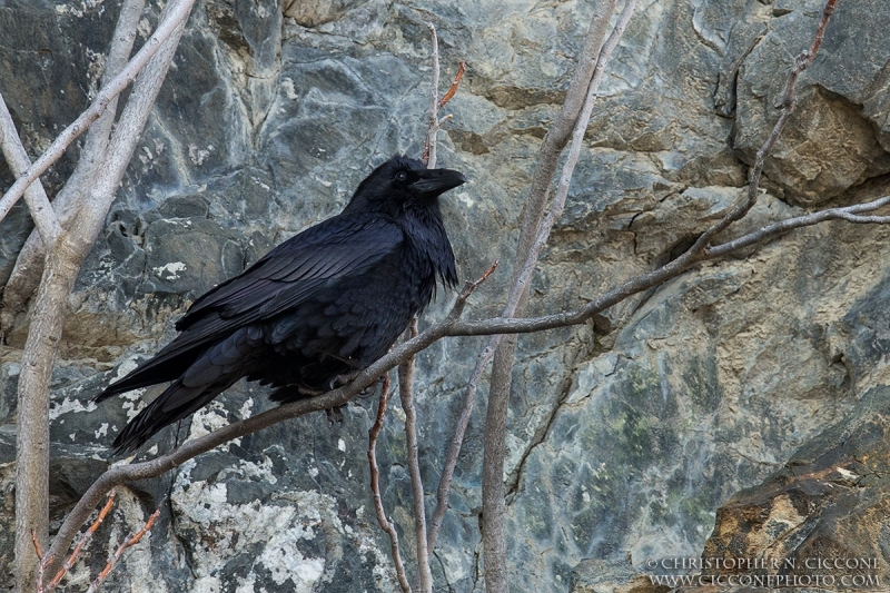 Common Raven