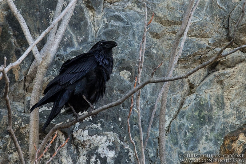 Common Raven