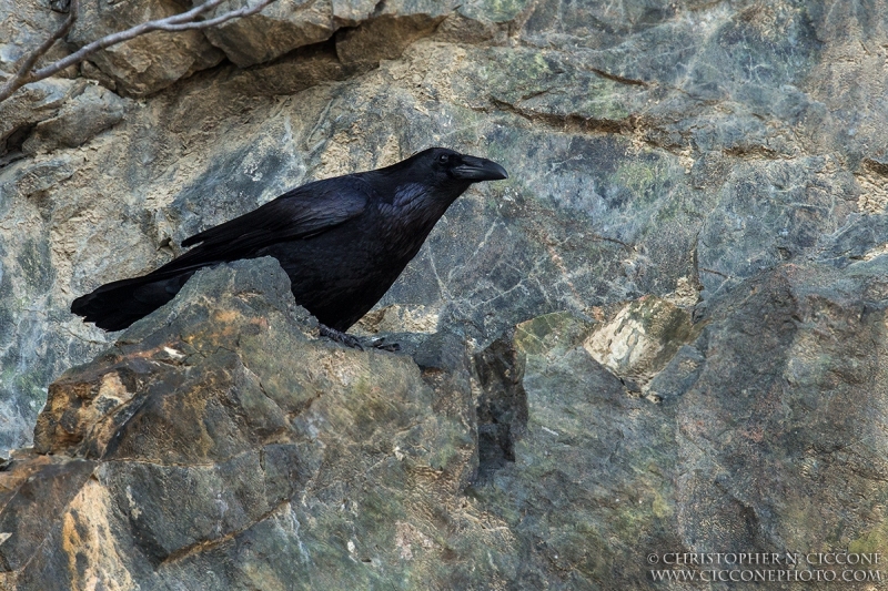 Common Raven