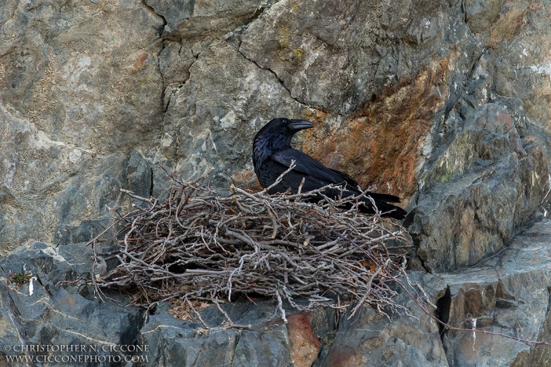 Common Raven