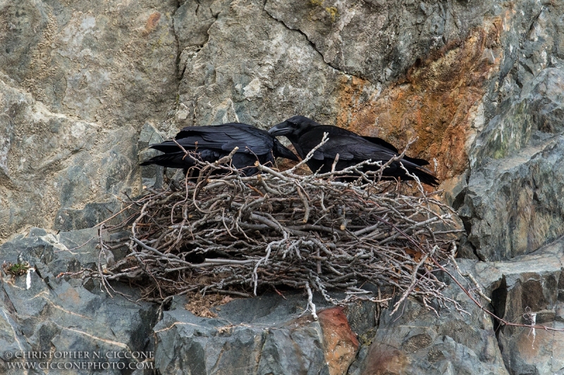 Common Raven