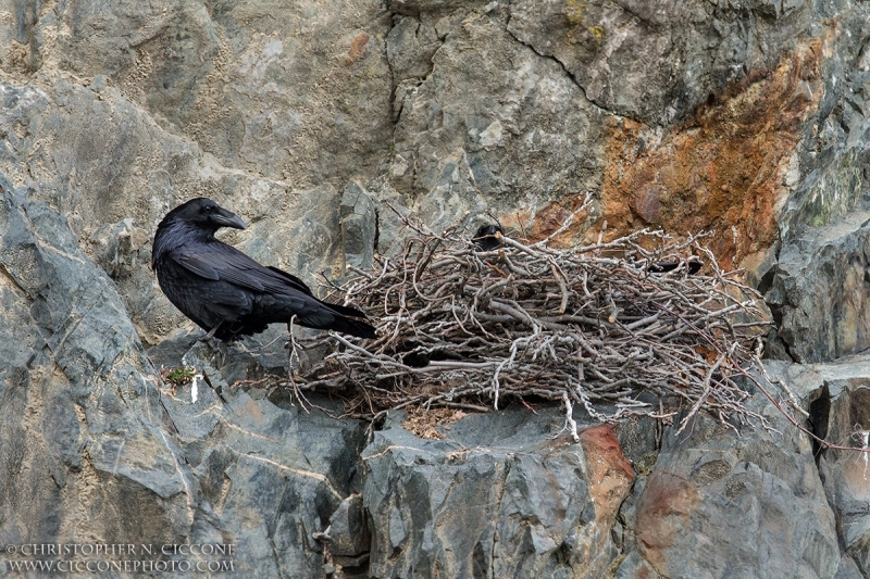 Common Raven