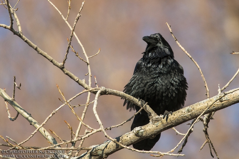 Common Raven