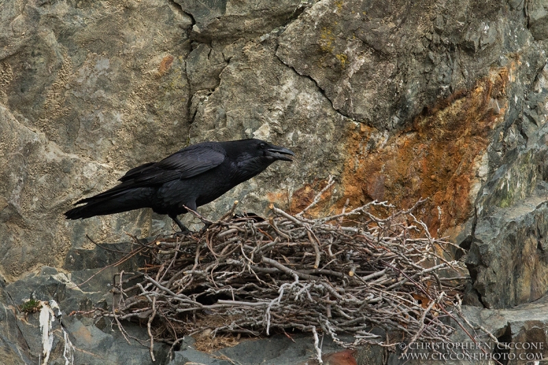 Common Raven