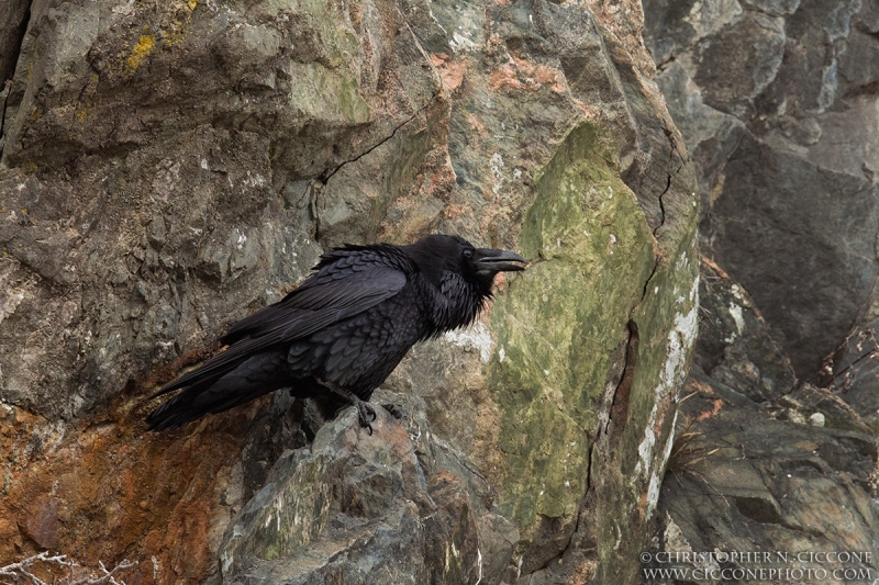 Common Raven