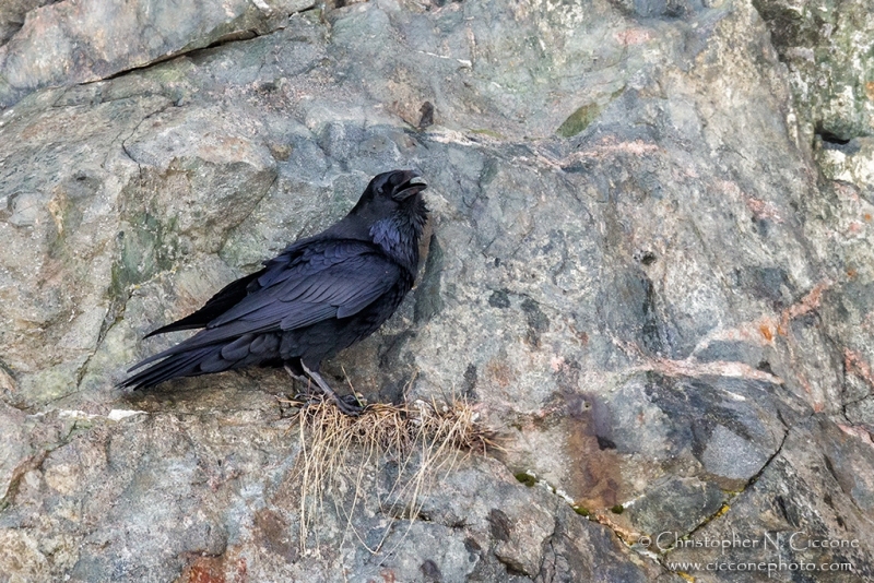 Common Raven