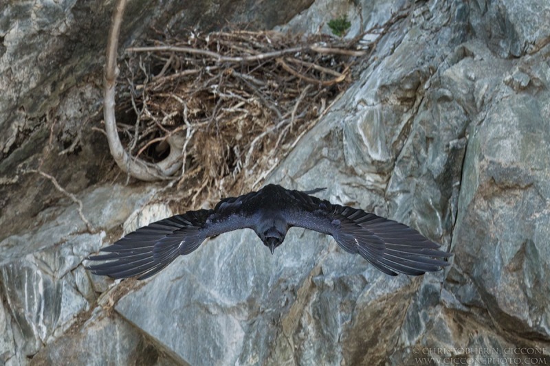 Common Raven