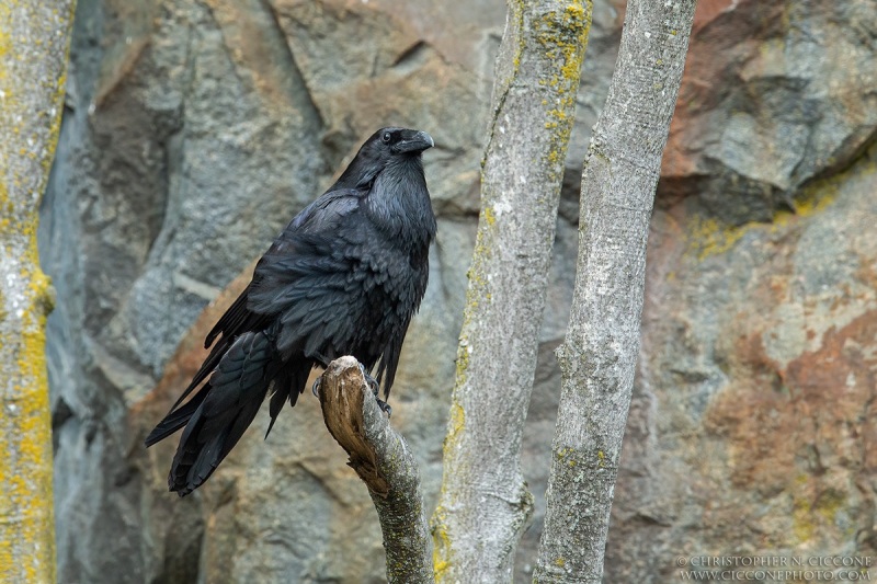 Common Raven