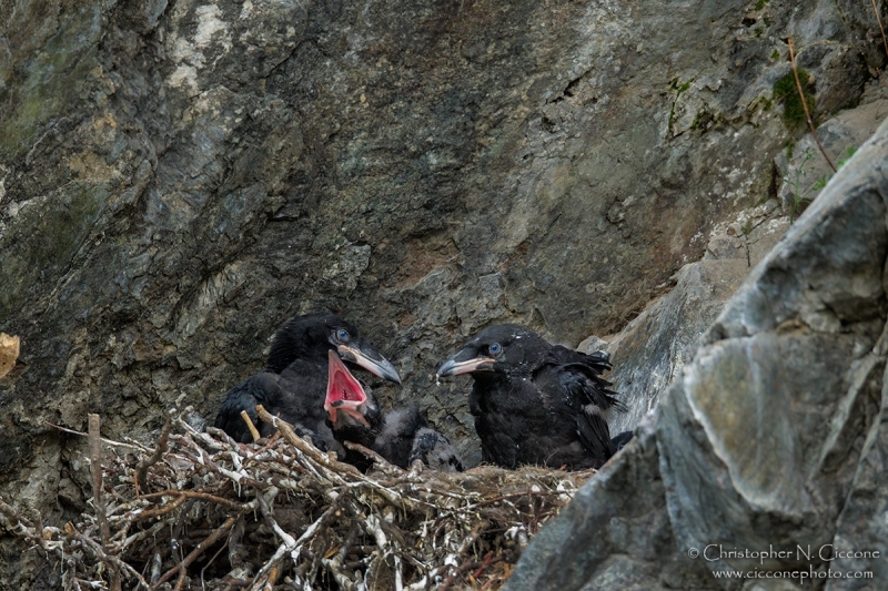 Common Raven