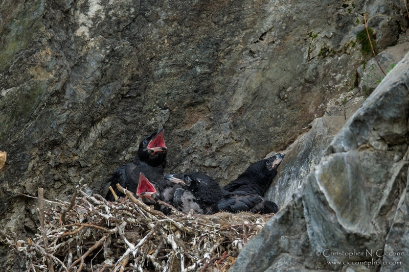 Common Raven