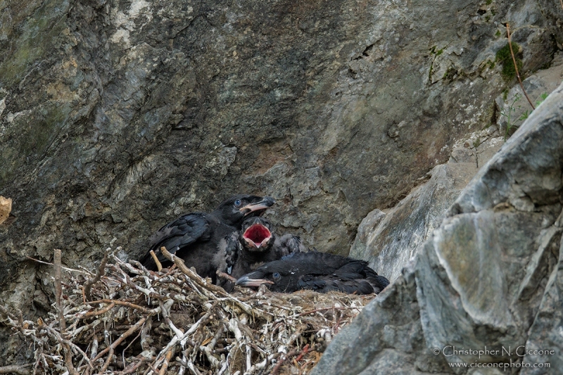 Common Raven