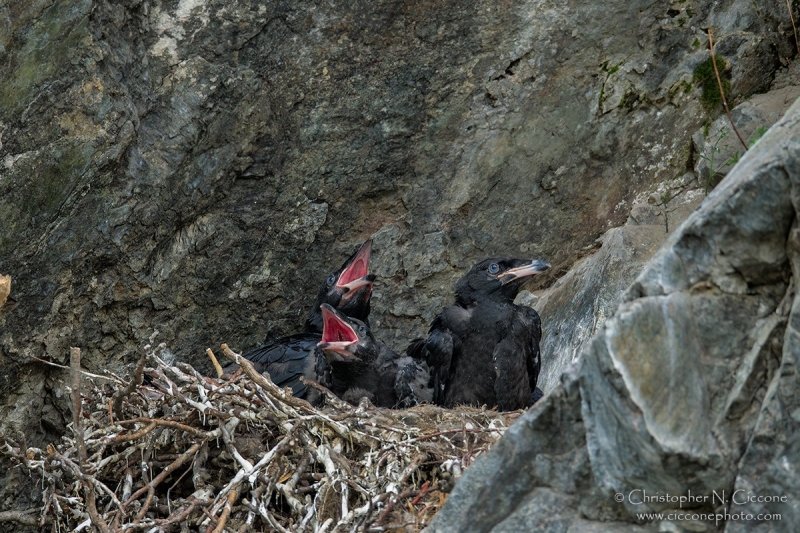 Common Raven