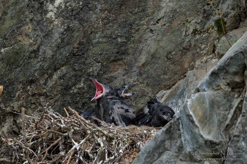 Common Raven