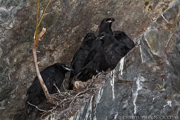 Common Raven