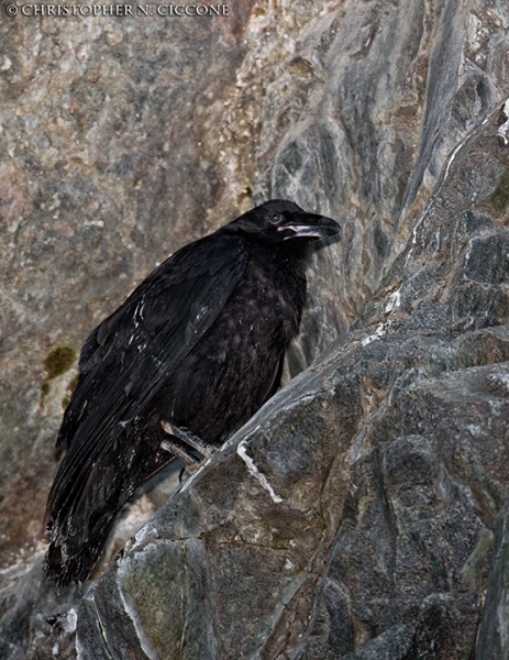 Common Raven