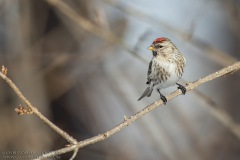 Common Redpoll