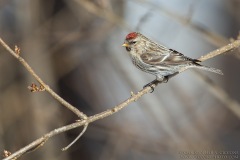 Common Redpoll