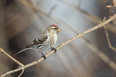 Common Redpoll