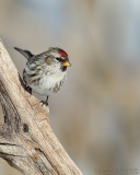 Common Redpoll