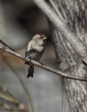 Common Redpoll