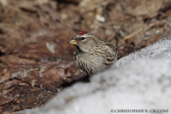 Common Redpoll