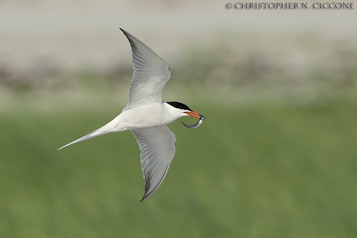 Common Tern