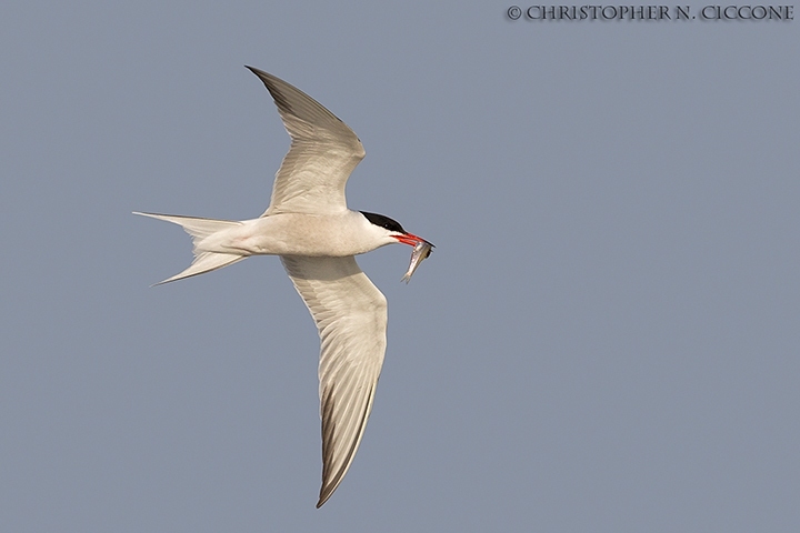 Common Tern