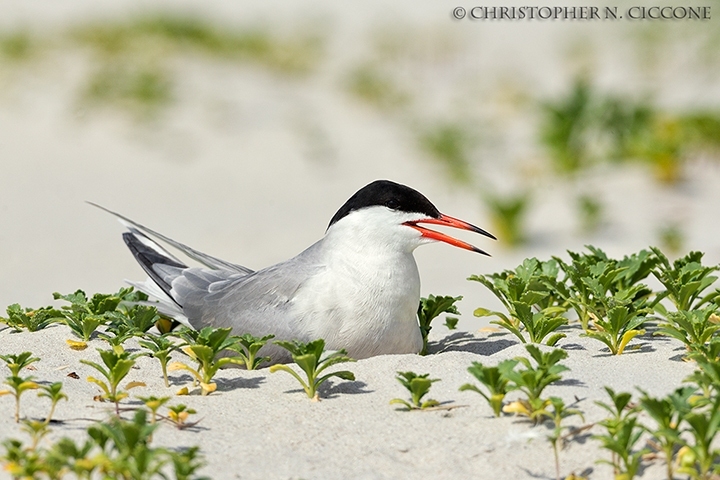 Common Tern