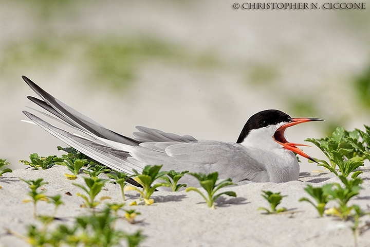 Common Tern