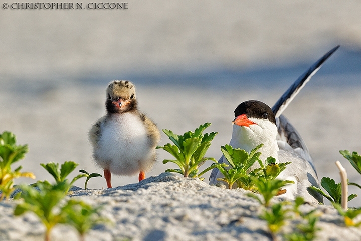 Common Tern