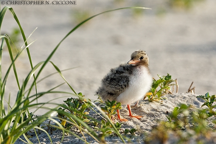 Common Tern