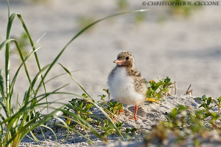 Common Tern