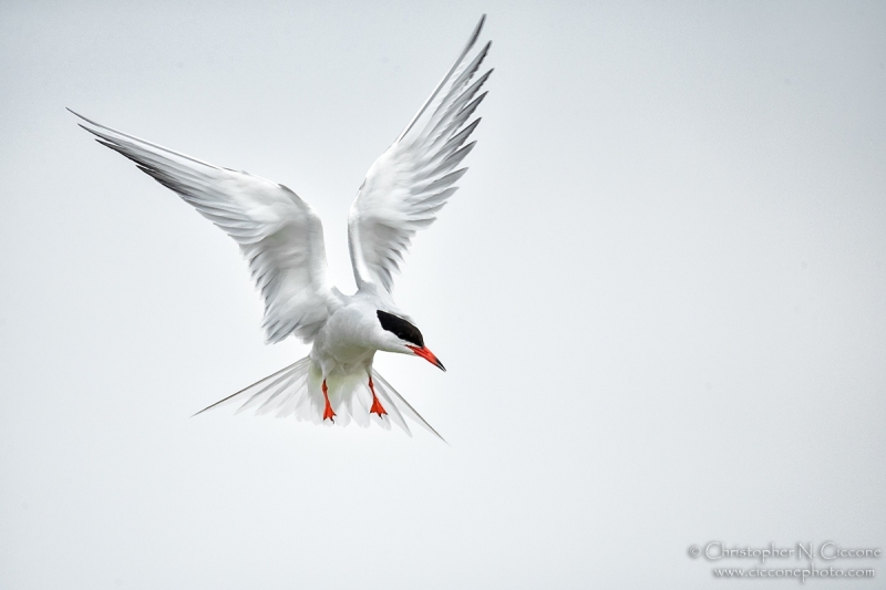 Common Tern