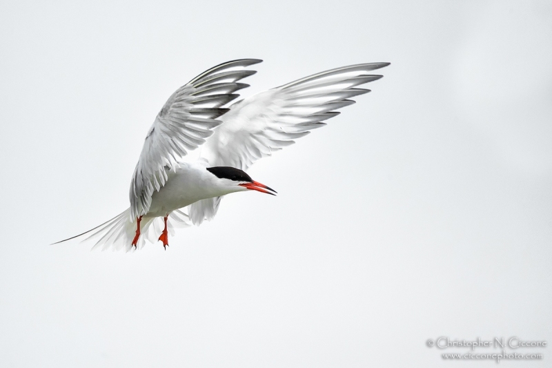 Common Tern