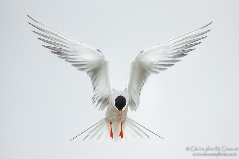 Common Tern